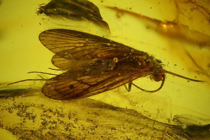 Detailed Fossil Caddisfly (Trichoptera) In Baltic Amber #135054